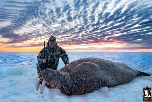 Atlantic Walrus Ice Flow Summer Hunt, Nunavut